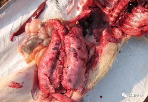 多事之秋！猪咳喘问题剧增、易反弹，如何根除