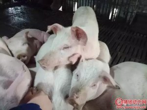 回肠炎：拉稀，个别血痢，体温40.5℃，陆续死