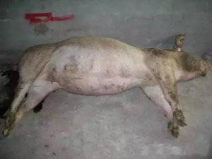 【养猪】猪产气荚膜梭菌造成猪“猝死”，预防
