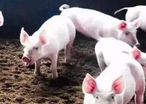 形成“僵猪”的原因很多，但治疗方法都在这里