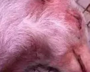 仔猪患水肿病死亡快，防治方法在这里
