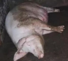母猪缺钙会引起瘫痪？