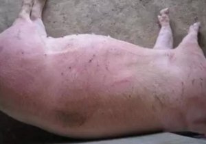 高发病慢性猪瘟继发链球菌及弓形体的治疗