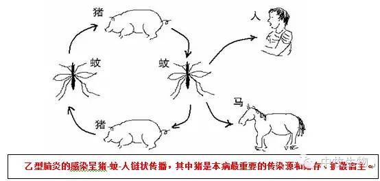 天越来越热了，作为猪场老板，如何评价乙脑疫