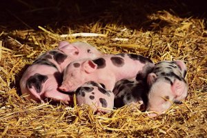 【管理】夏季猪咳嗽、喘气、急性死亡？老兽医