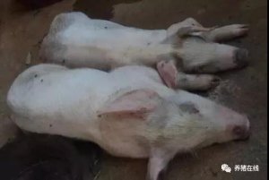 【技术】养猪人分享：打人先踢腿，防病先防根