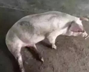 猪的得了风湿病怎么办？做好预防很重要！