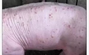 猪皮肤出现红点、斑块你还束手无策？
