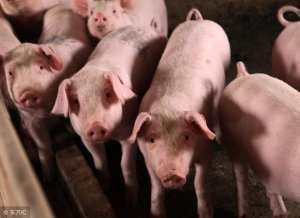 猪伪狂犬病性腹泻与圆环病毒性腹泻的区别及防