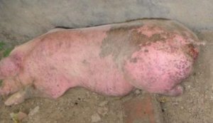 【技术】夏季猪场不得不预防的几种病！！！