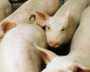 猪附红细胞体的流行原因及控制措施是什么？