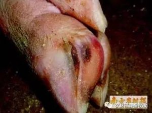 国内80%种猪因蹄病不得不淘汰？关爱母猪请从