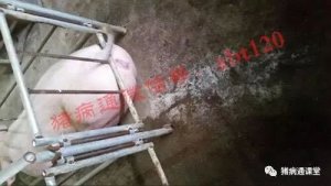 猪拉白尿就是病！不治你就赔大了！