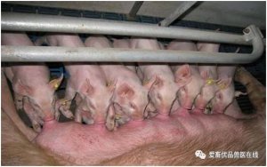 预防、治疗双管齐下，让猪喘气不在成为养殖户