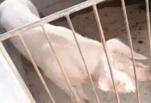 一周搞定慢性猪瘟与副猪嗜血杆菌病混感