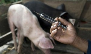 为何养猪人用氟苯尼考却治死了猪？真相只因犯