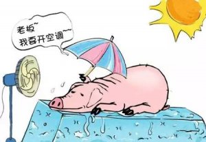 为酷暑做好准备！巧用风油精和啤酒解决母猪热