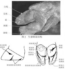 母猪肢蹄发炎、痛风，学会这一招，一举根除！