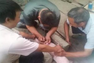 老兽医谈常见的猪外科病及母猪保健该怎么做？