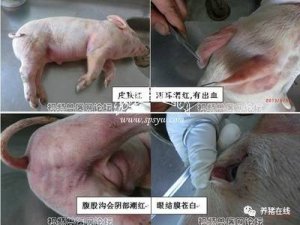 夏季猪体红疹鉴别诊断与治疗方案