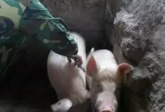 影响生猪免疫效果的因素与应对措施有哪些?