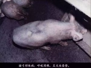 看图识别猪弓形体病，很详细！