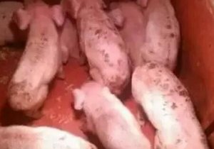 我国猪场腹泻混合感染严重，如何预防是关键？
