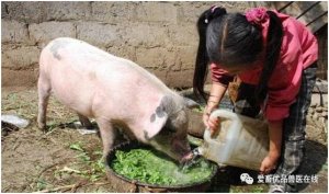 猪不吃食怎么办？家用调味品就可以解决