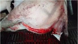 [养猪技术]千万养猪场推荐！史上最全母猪难产