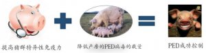 猪流行性腹泻控制的关键在于提高猪群特异性免