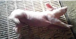 猪发生脑炎病加入这几种药物治愈率会明显提高