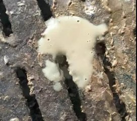 【技术】夏季仔猪顽固性腹泻的防治方法！