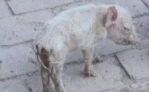 为啥加温了还是不能对抗冬季猪冷应激？