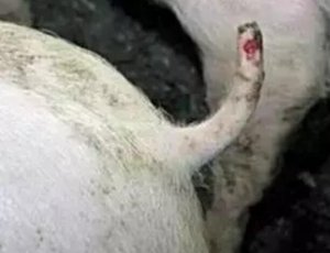 怎样解决猪咬尾症？