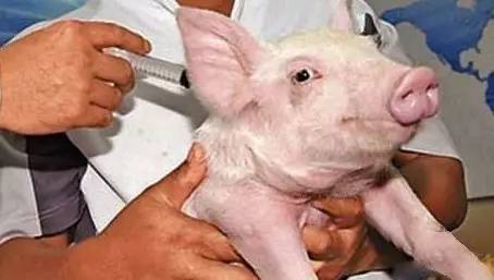 猪的一生需要打哪些疫苗？