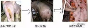 返饲除了治病还有危害，你做对了吗？