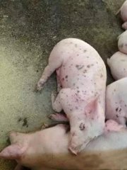 【技术】夏季猪常见皮肤病及防治方法，一定要