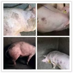 多数猪场大面积暴发高热、死亡，都是因为它…