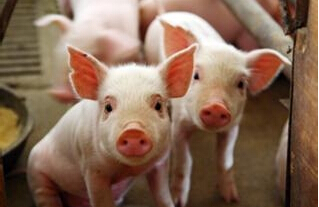 养猪的根本在于提高非特异性免疫力