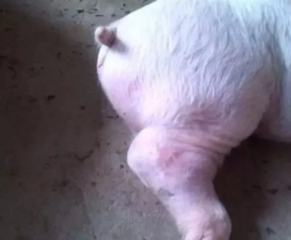 猪得关节炎不要怕，这里有最全的防治方案