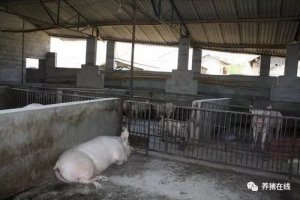 【技术】一则猪场控制流行性腹泻诊断防控治疗
