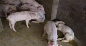 实战！治疗猪腹式呼吸（喘气）小妙招