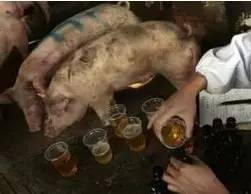 养猪必备的常识：猪尿出现这十种情况的原因分