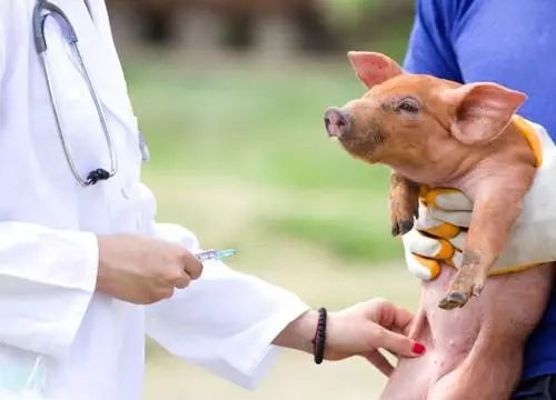 为什么你的猪疫苗免疫效果不好？九大细节总有