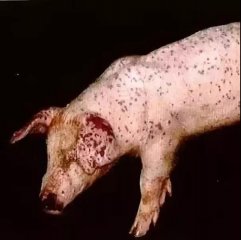 这猪急性发病死亡率达到10%！猪友们快看看！
