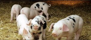 中西兽药对不同症状猪流感的结合治疗法