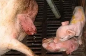 母猪子宫炎在规模猪场发生的原因和对策
