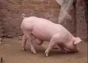 小猪肚脐疝处理方法