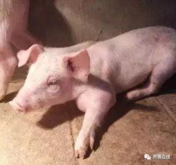 猪关节炎又进入高发期，猪关节炎病如何预防治