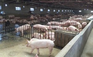 秋季做好这5大管理工作，防控咳嗽喘气腹式呼